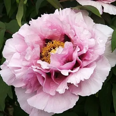 Пион РОЗОВАЯ РЕКА древовидный в Новополоцке