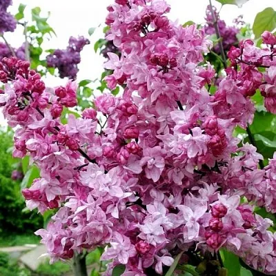 Сирень ОЛИМПИАДА КОЛЕСНИКОВА в Новополоцке