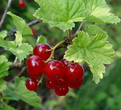 Смородина альпийская ШМИДТ в Новополоцке