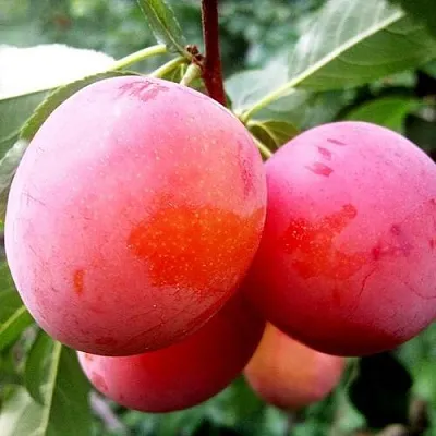 Слива КОМЕТА  Слива КОМЕТА в Новополоцке