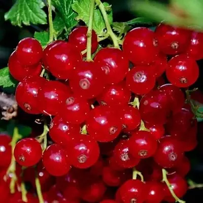 Смородина красная СЕРПАНТИН в Новополоцке