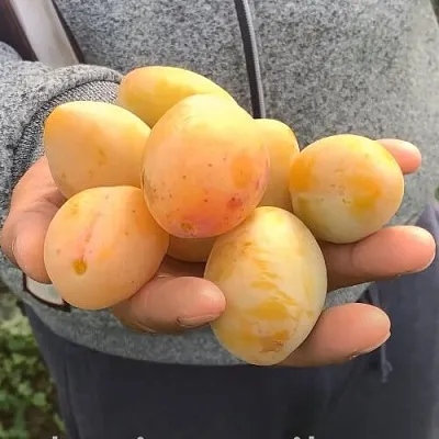 Слива ЯХОНТОВАЯ  Слива ЯХОНТОВАЯ в Новополоцке