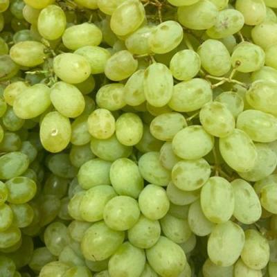 Зеленый в Новополоцке