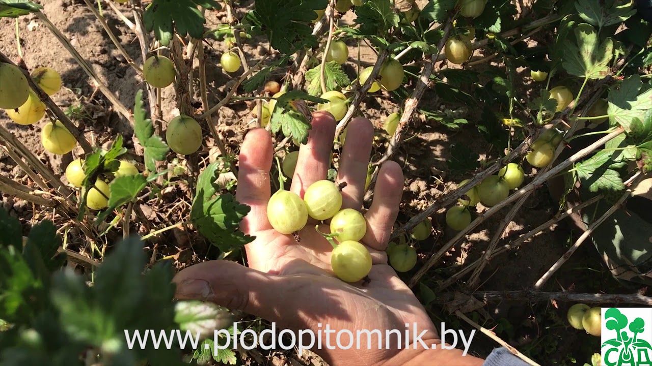 Превью видео