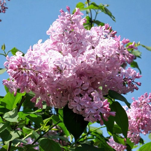 Сирень БУФФОН в Новополоцке