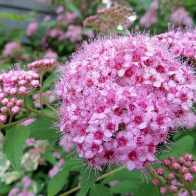 Розовая в Новополоцке