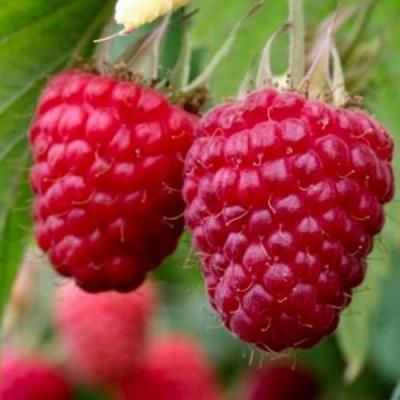 Средняя в Новополоцке