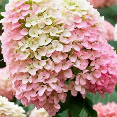 Низкорослые (карликовые) в Новополоцке