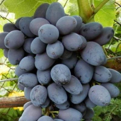 Черный виноград в Новополоцке