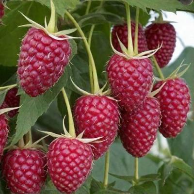 Высокая в Новополоцке