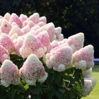 Бело-розовая в Новополоцке