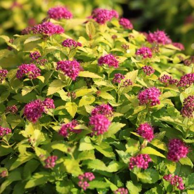 Японская в Новополоцке