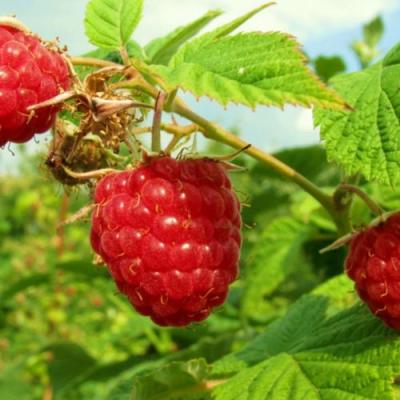 Бесшипная в Новополоцке