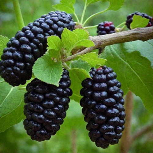 Шелковица плакучая в Новополоцке