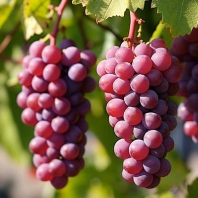 Фиолетовый в Новополоцке