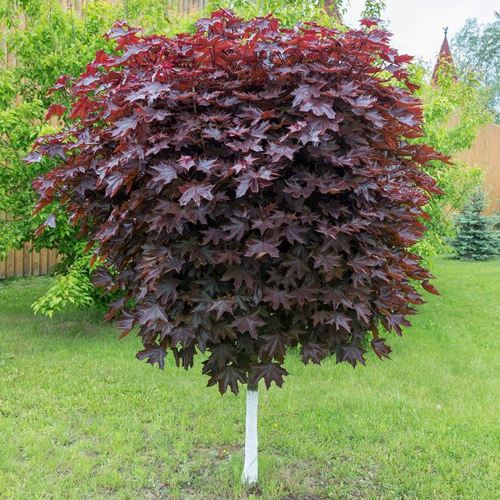 Клен красный в Новополоцке