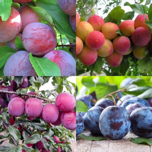 Комплект СЛИВОВЫЙ САД в Новополоцке