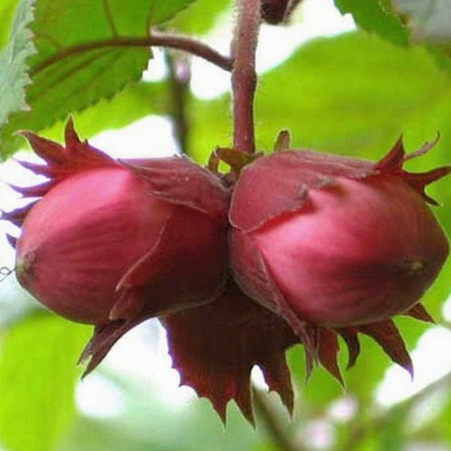 Фундук АЙВЕНГО в Новополоцке