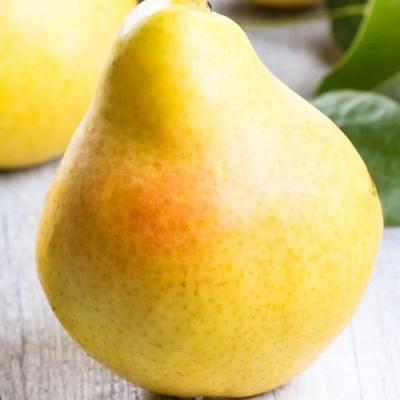 Желтая в Новополоцке