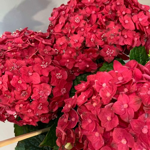 Гортензия ЭНДЛЕСС САММЕР ЛАВ крупнолистная в Новополоцке