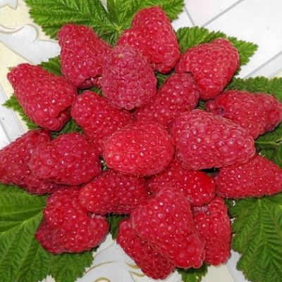 Сладкая в Новополоцке