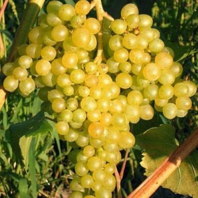 Желтый в Новополоцке