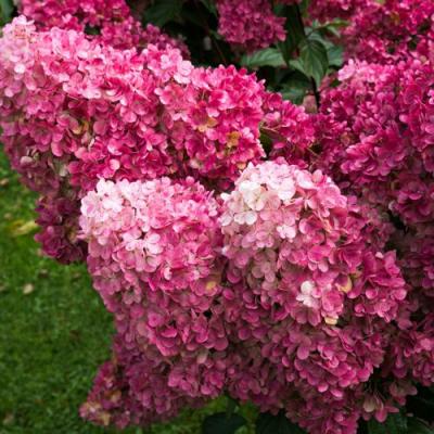 Фрайз в Новополоцке