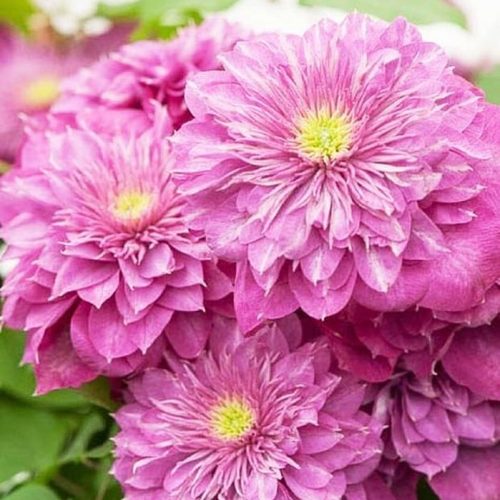 Клематис КАЙЗЕР в Новополоцке