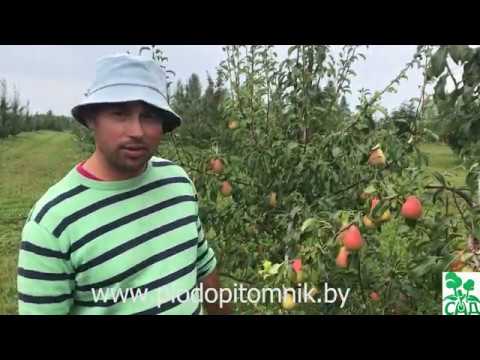 Превью видео