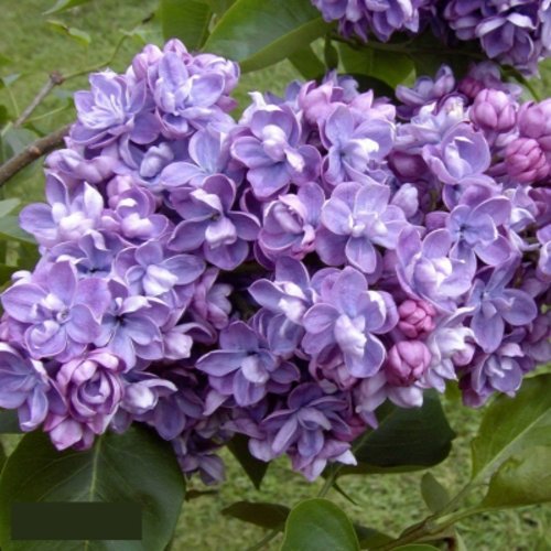 Сирень АМИ ШОТТ в Новополоцке