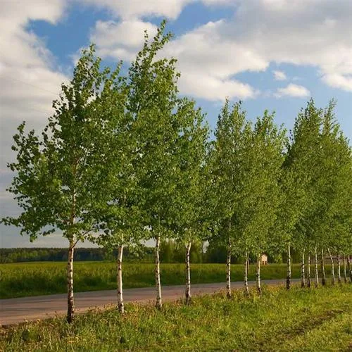 Береза обыкновенная в Новополоцке