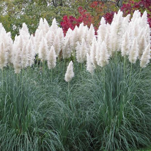 Кортадерия белая (пампасная трава) в Новополоцке