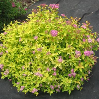 Голден в Новополоцке