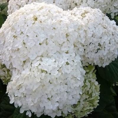 Белая в Новополоцке