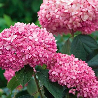 Розовая в Новополоцке