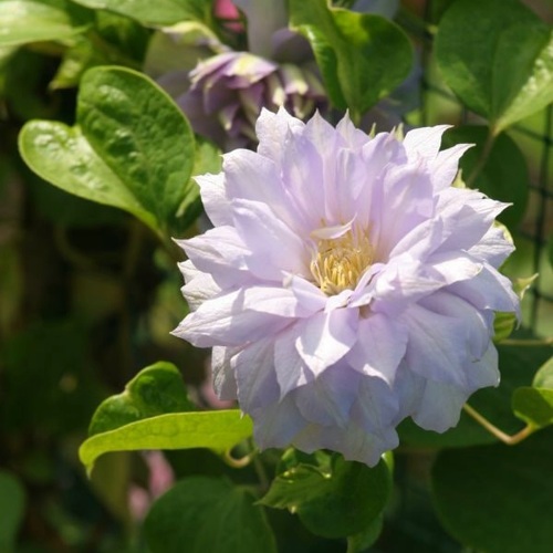 Клематис БЕЛЬ ОФ ВОРКИНГ в Новополоцке