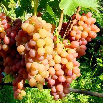 Сладкий в Новополоцке