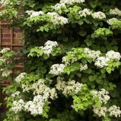 Черешковая в Новополоцке