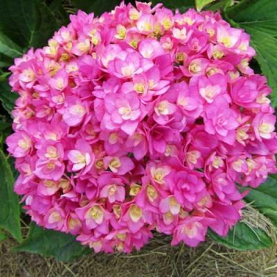 Ремонтантная в Новополоцке