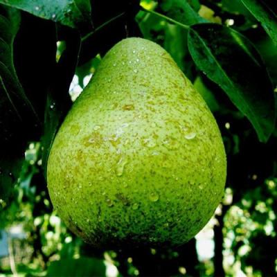 Зеленая в Новополоцке