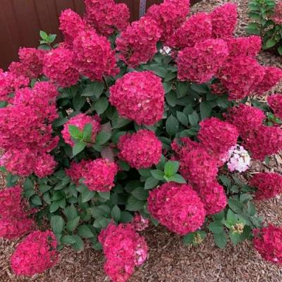 Красная в Новополоцке