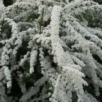 Серая в Новополоцке