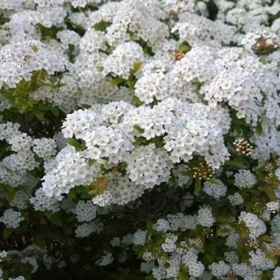 Белая в Новополоцке