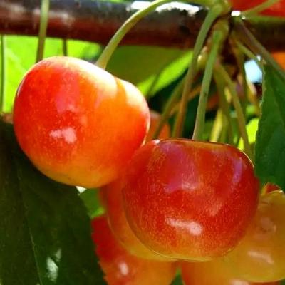 Черешня в Новополоцке