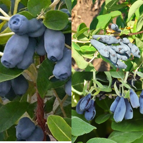 Комплект СЕВЕРНЫЕ ВИТАМИНЫ в Новополоцке