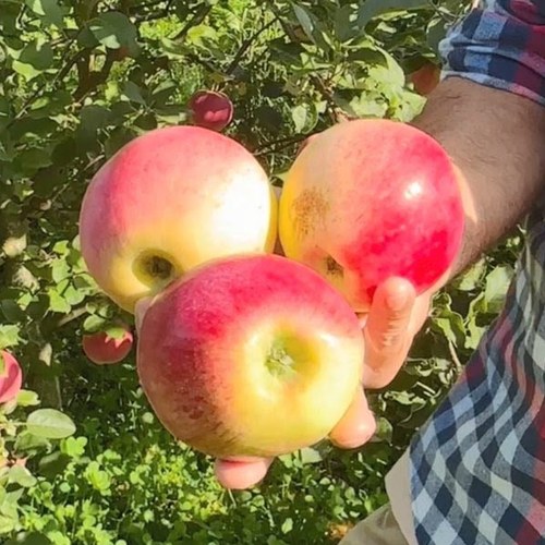Яблоня КУЛИКОВСКОЕ в Новополоцке