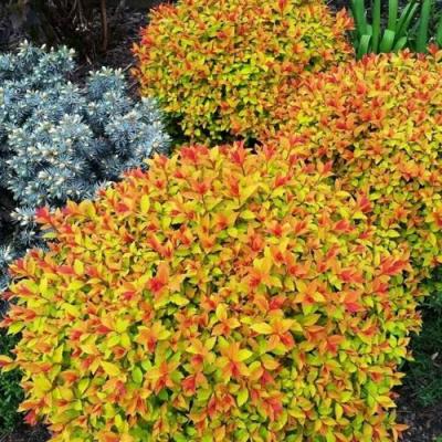 Низкорослая в Новополоцке