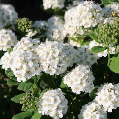 Березолистная в Новополоцке