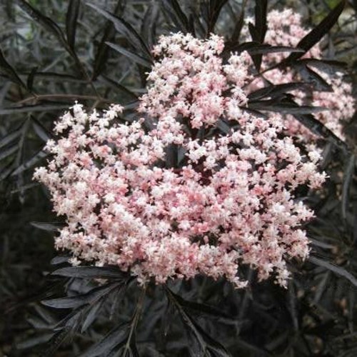 Бузина черная БЛЭК ЛЕЙС ЕВА в Новополоцке