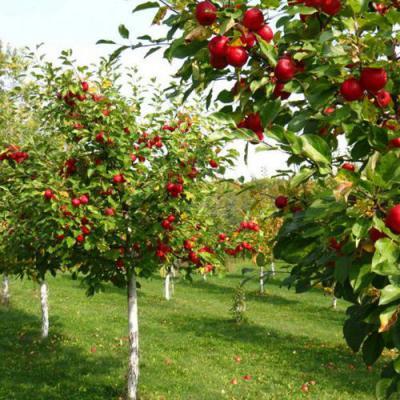 Плодовые деревья в Новополоцке